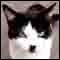 webicon